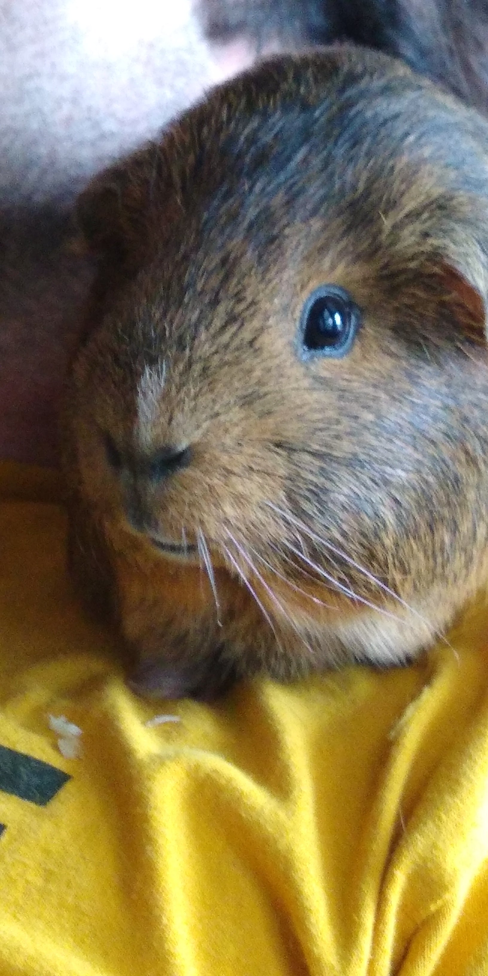 In Loving Memory of Brownie