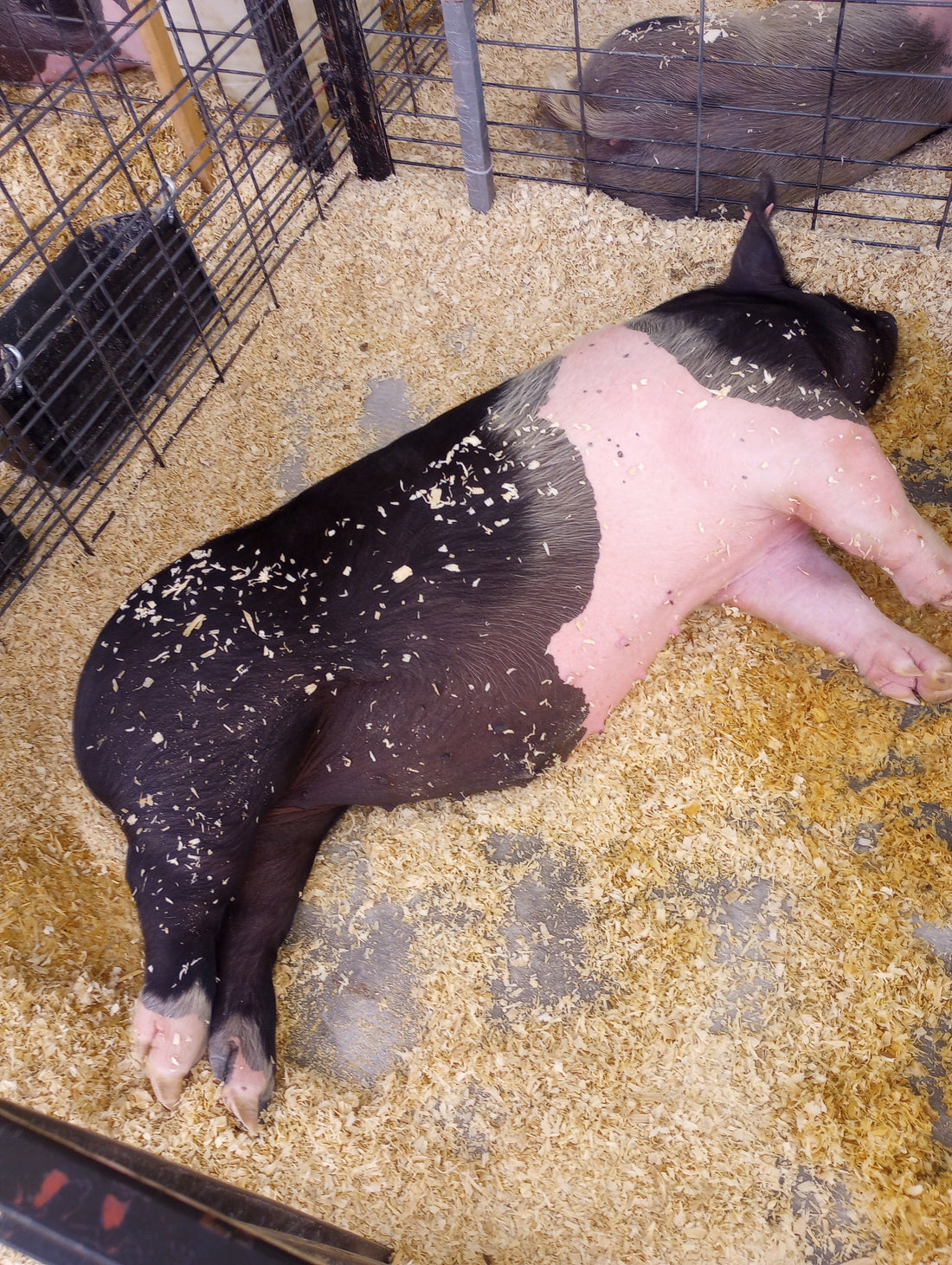 In Loving Memory of Oreo