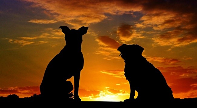 Our Pets live on in the stories we tell and quiet moments.